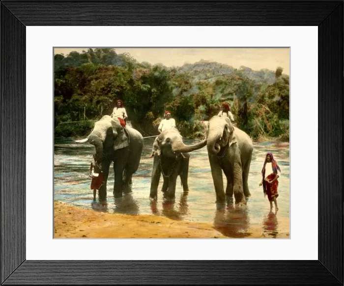 Framed Print : Elephants in Ceylon Framed Print : Elephants in Ceylon