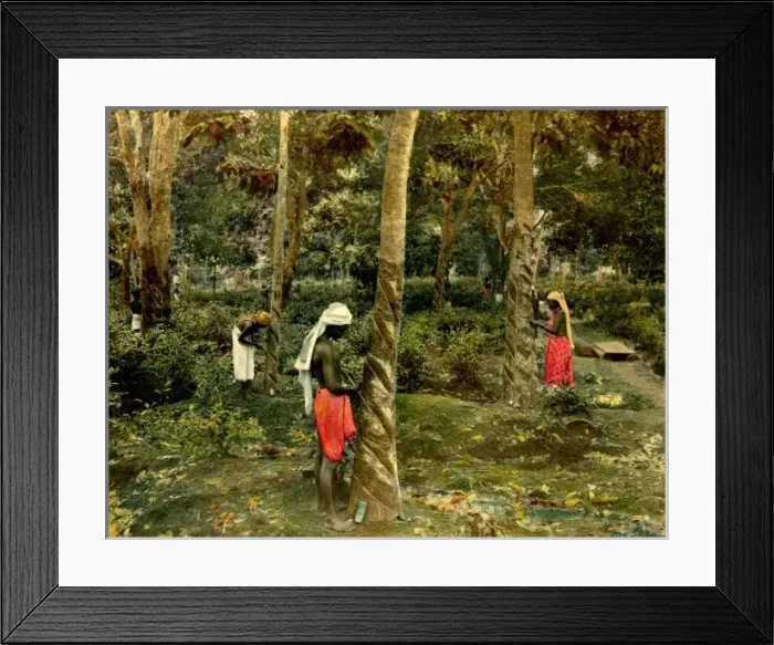 Framed Print : Rubber industry in Ceylon Framed Print : Rubber industry in Ceylon