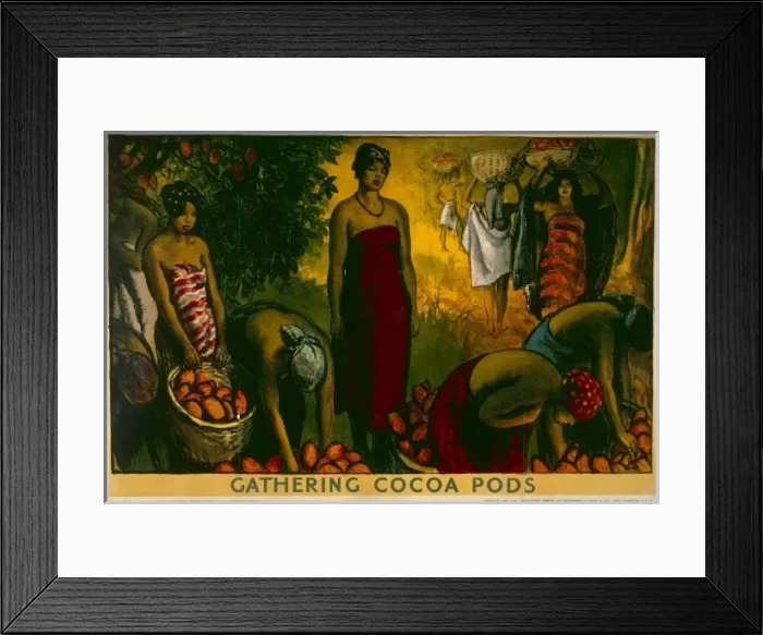 Framed Print : Gathering cocoa pods Framed Print : Gathering cocoa pods