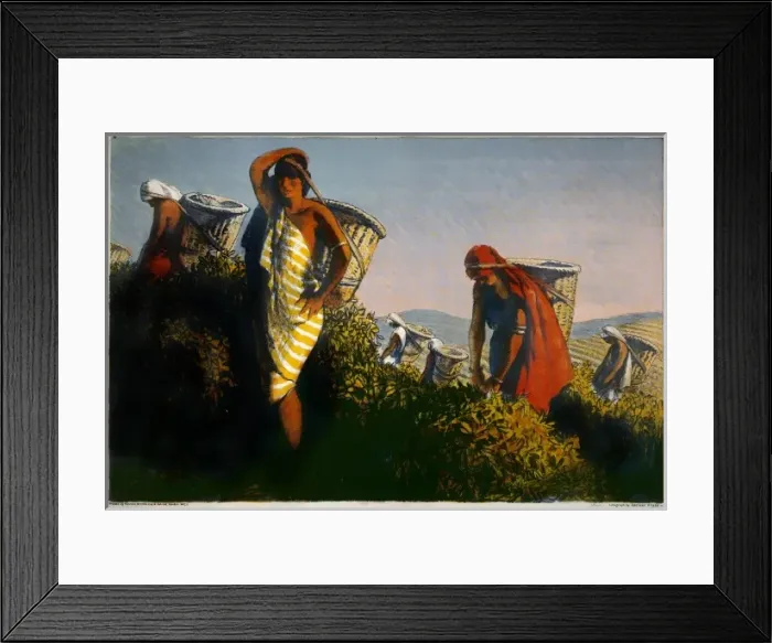 Framed Print : Picking Tea in Ceylon Framed Print : Picking Tea in Ceylon