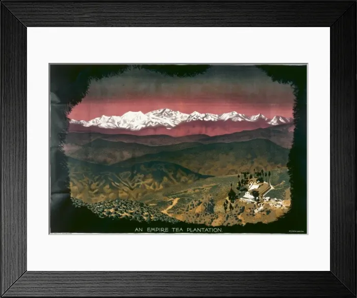 Framed Print : Tea Plantation Framed Print : Tea Plantation