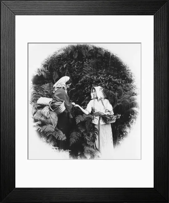 Framed Print : Gypsy palm reader Framed Print : Gypsy palm reader