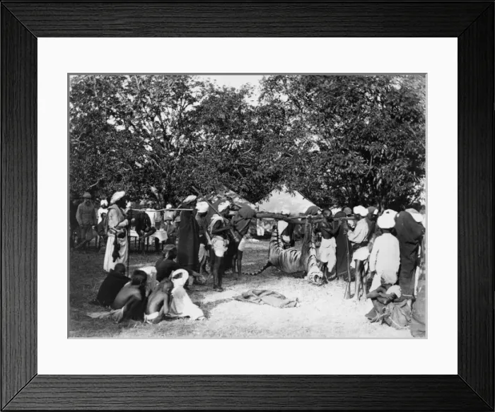 Framed Print : Tiger Hunting, India Framed Print : Tiger Hunting, India
