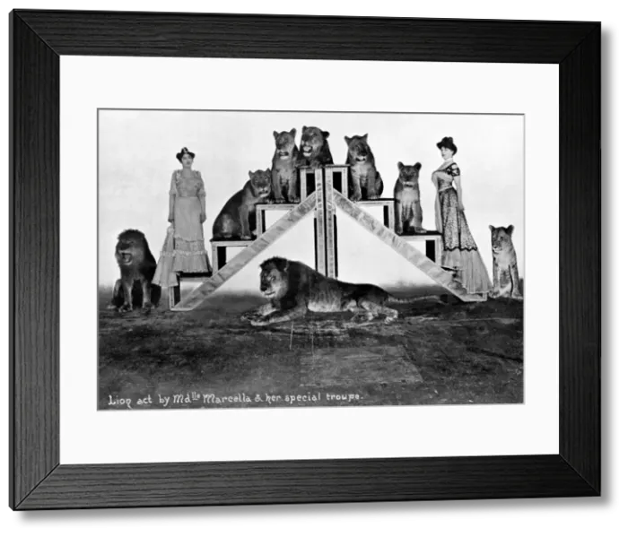 Framed Print : Lion act. Charles Prinzs lions, Madmoiselle Marcella and her special troupe, 1904 Date Framed Print : Lion act. Charles Prinzs lions, Madmoiselle Marcella and her special troupe, 1904 Date