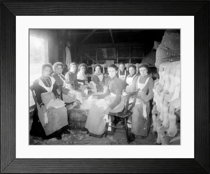Framed Print : Askett Duck Farm Framed Print : Askett Duck Farm