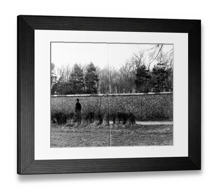 Framed Print : Policeman. Police officer marks gap in hedge where deceased was lying Framed Print : Policeman. Police officer marks gap in hedge where deceased was lying