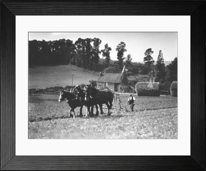 Framed Print : Ploughing field 1930s Framed Print : Ploughing field 1930s
