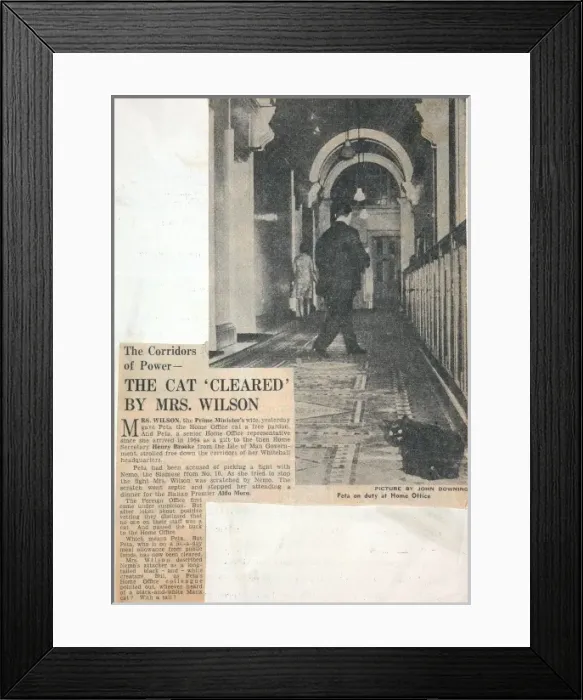 Framed Print : Home office cat story Framed Print : Home office cat story