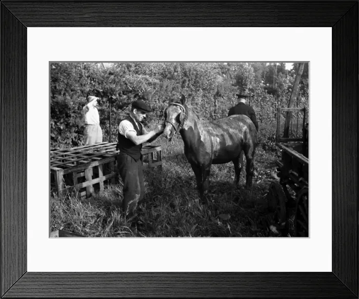Framed Print : NFS (London Region) Southall horse rescue, WW2 Framed Print : NFS (London Region) Southall horse rescue, WW2