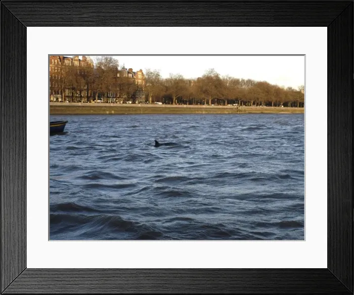Framed Print : Scene of whale rescue attempt, River Thames Framed Print : Scene of whale rescue attempt, River Thames