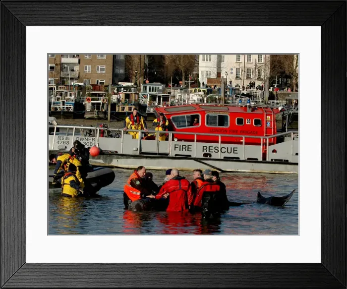 Framed Print : Scene of whale rescue attempt, River Thames Framed Print : Scene of whale rescue attempt, River Thames