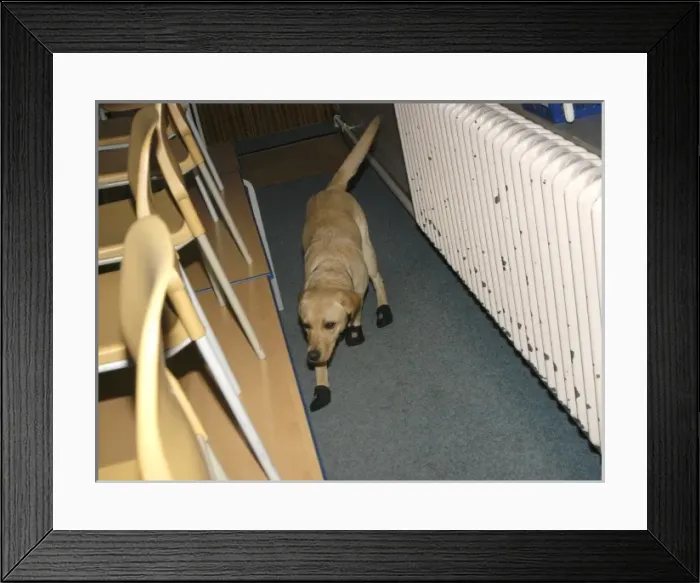 Framed Print : Fire dog working at scene of school fire, Dagenham Framed Print : Fire dog working at scene of school fire, Dagenham