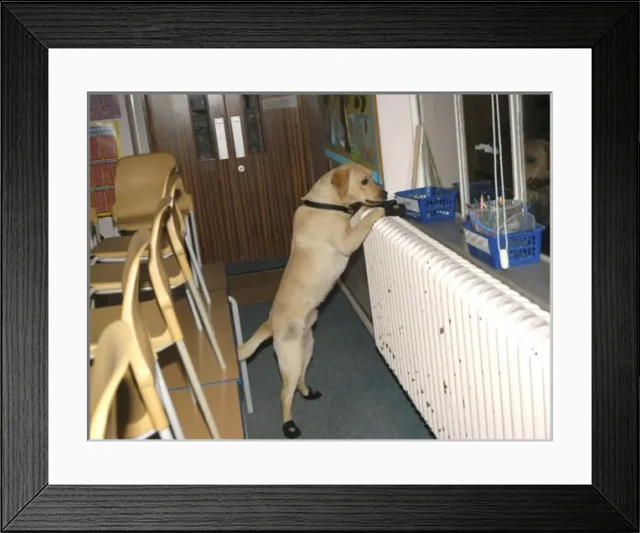 Framed Print : Fire dog working at scene of school fire, Dagenham Framed Print : Fire dog working at scene of school fire, Dagenham