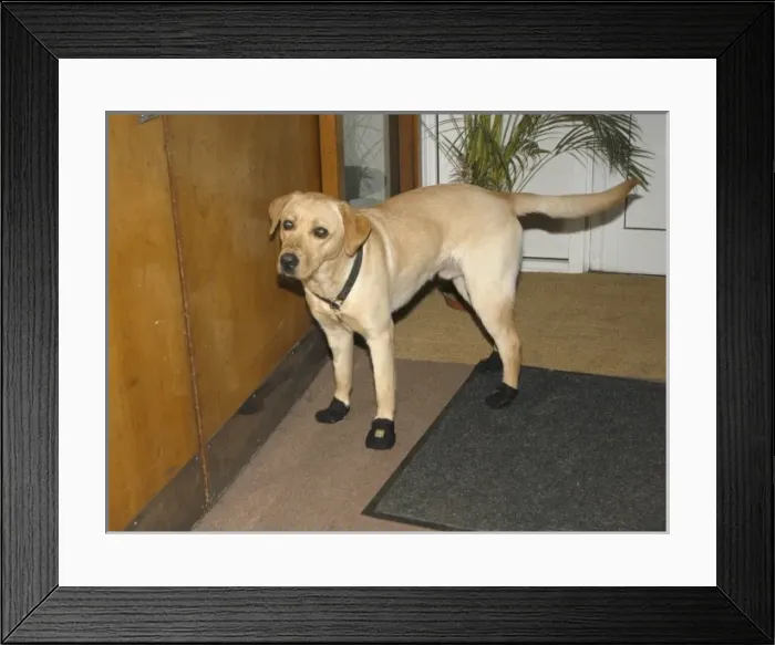 Framed Print : Fire dog working at scene of school fire, Dagenham Framed Print : Fire dog working at scene of school fire, Dagenham