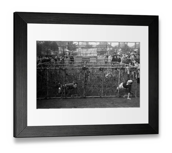 Framed Print : 36 Area Sports Meeting at Woodford Wells, Essex Framed Print : 36 Area Sports Meeting at Woodford Wells, Essex