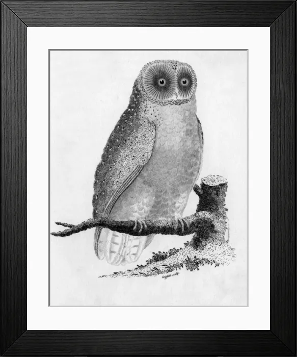 Framed Print : Barn Owl (Tyto alba). Date: 1808 Framed Print : Barn Owl (Tyto alba). Date: 1808