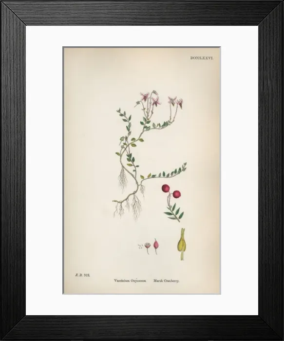 Framed Print : Sowerby / Marsh Cranberry Framed Print : Sowerby / Marsh Cranberry