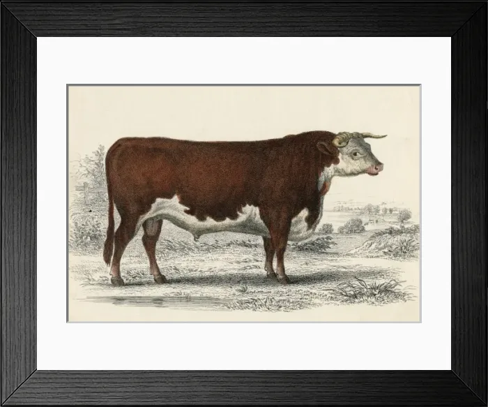 Framed Print : A Hereford or Herefordshire Bull Framed Print : A Hereford or Herefordshire Bull