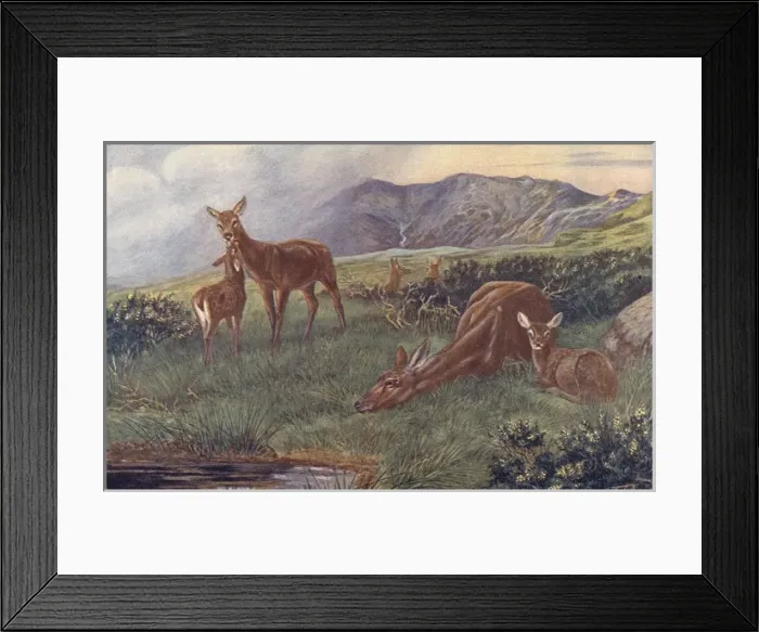 Framed Print : Deer / Red Deer / Enc. Sport Framed Print : Deer / Red Deer / Enc. Sport