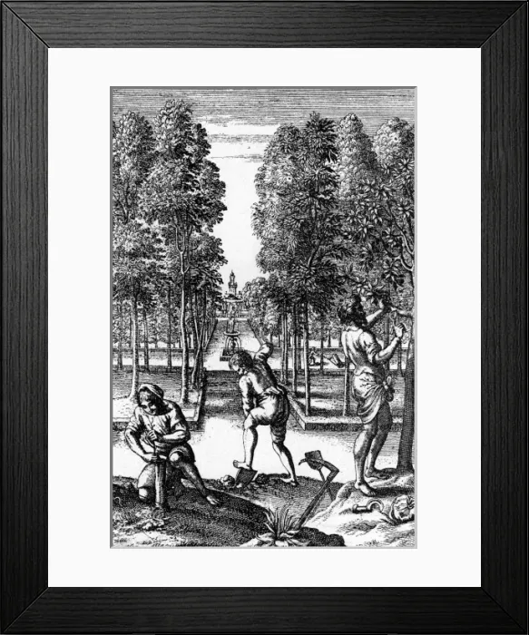 Framed Print : C18 Apple Orchard Framed Print : C18 Apple Orchard