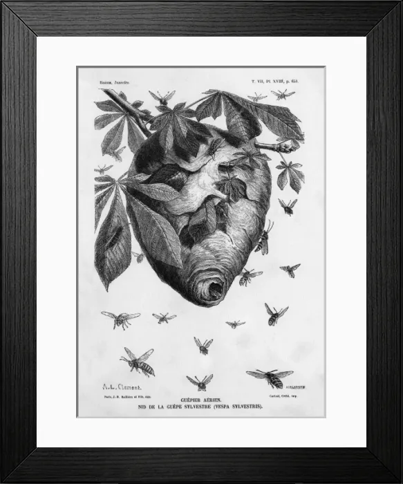 Framed Print : Insects / Wasp Framed Print : Insects / Wasp