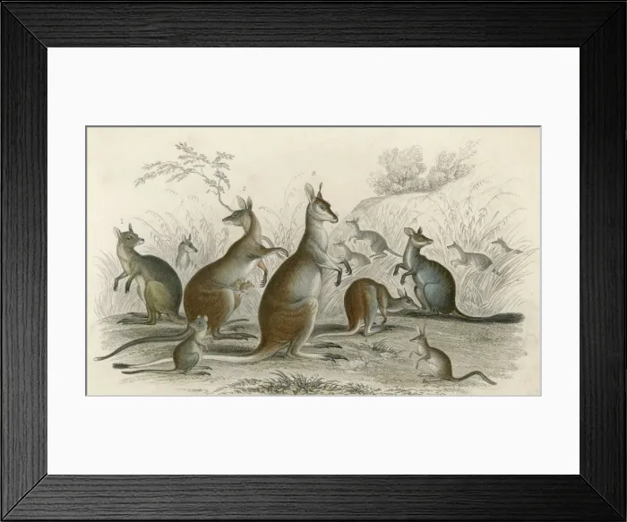 Framed Print : Kangaroos Various 19C Framed Print : Kangaroos Various 19C