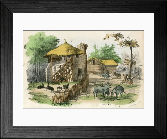 Framed Print : Paris Zoo - Mammals Framed Print : Paris Zoo - Mammals
