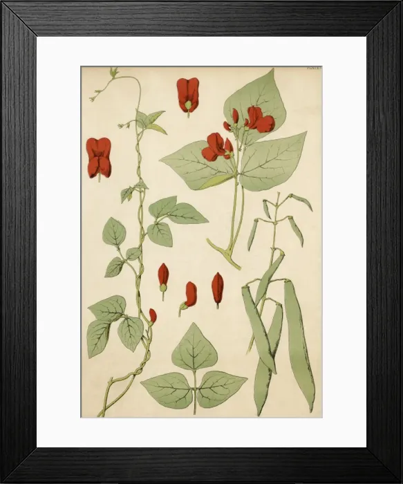 Framed Print : Runner Beans 19C Framed Print : Runner Beans 19C
