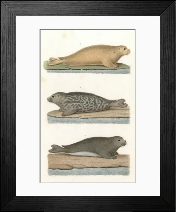Framed Print : Common Seal / Anon / Col Framed Print : Common Seal / Anon / Col