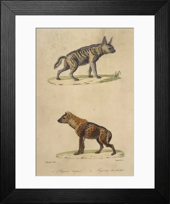 Framed Print : Striped & Spotted Hyena Framed Print : Striped & Spotted Hyena