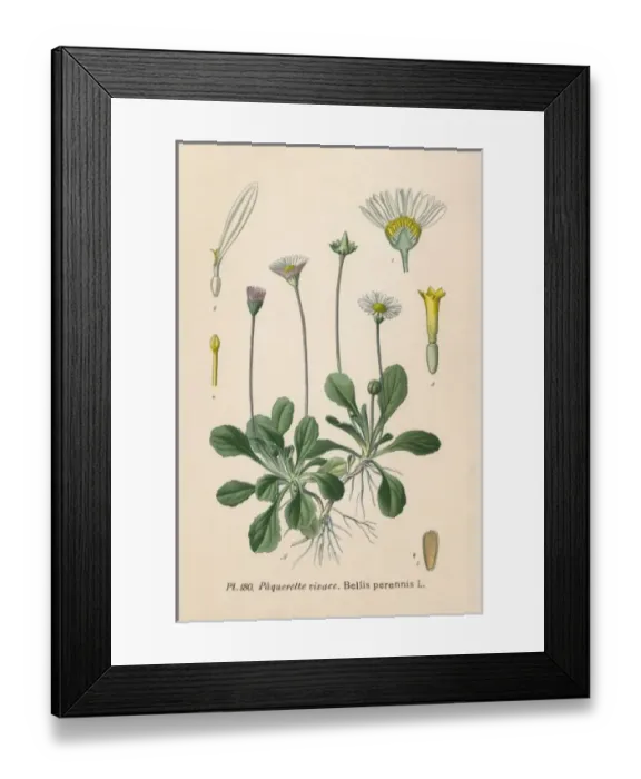 Framed Print : Plants / Bellis Perennis Framed Print : Plants / Bellis Perennis