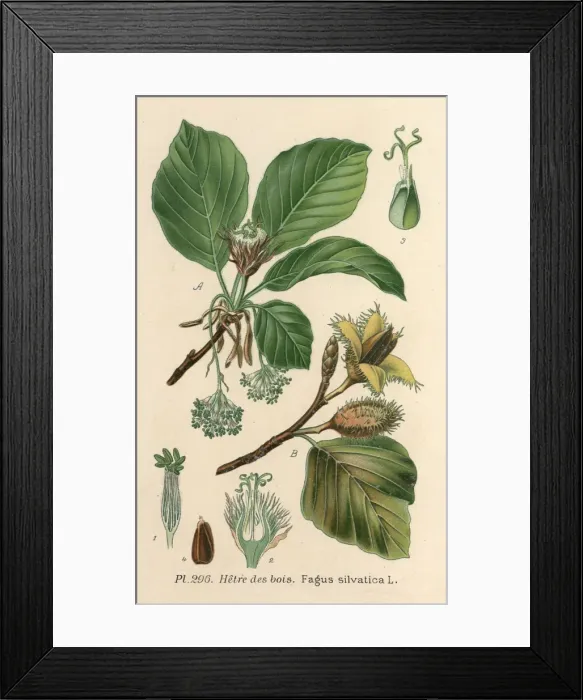 Framed Print : Plants / Fagus Silvatica Framed Print : Plants / Fagus Silvatica