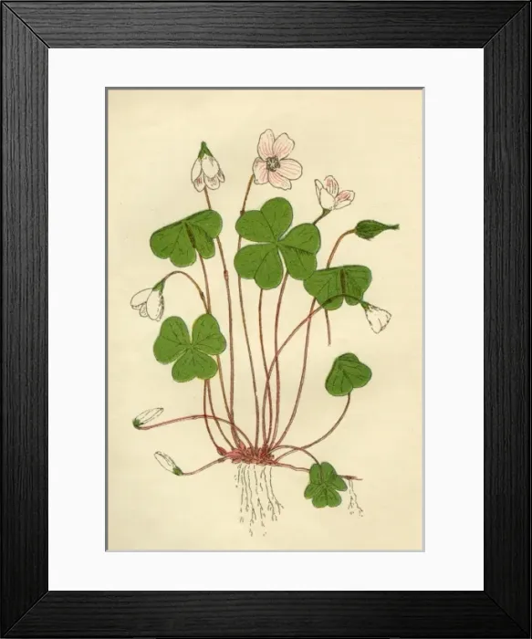 Framed Print : Plants / Oxalis Acetosella Framed Print : Plants / Oxalis Acetosella