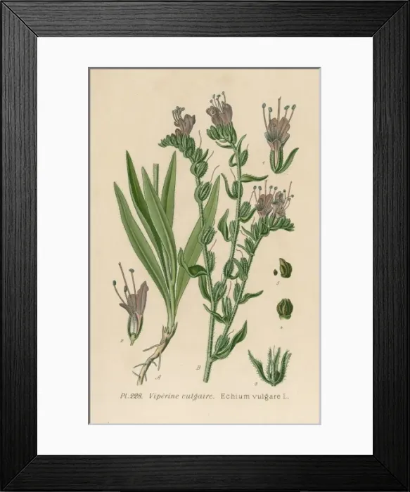 Framed Print : Plants / Echium Vulgare Framed Print : Plants / Echium Vulgare