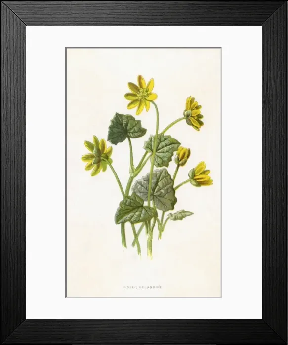 Framed Print : Ranunculus Ficaria Framed Print : Ranunculus Ficaria