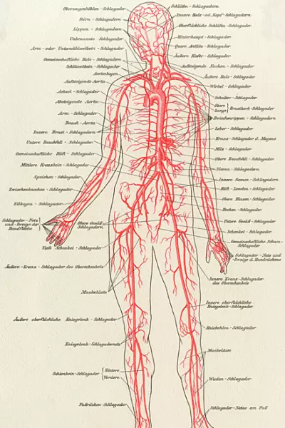 Medical  /  Anatomy  /  Blood