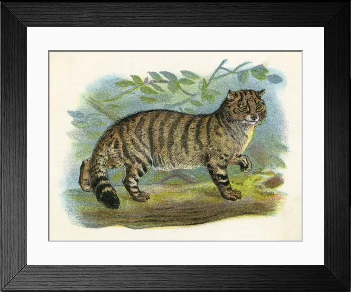 Framed Print : Wild Cat (Anon) Framed Print : Wild Cat (Anon)