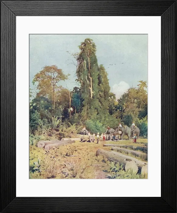 Framed Print : Teak Loaded at Kokogon Framed Print : Teak Loaded at Kokogon