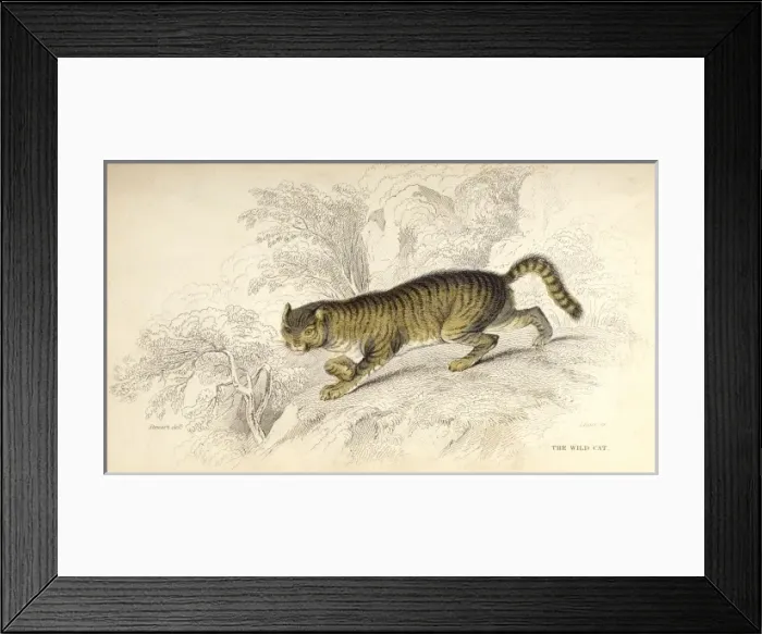 Framed Print : Wild Cat (Stewart) Framed Print : Wild Cat (Stewart)