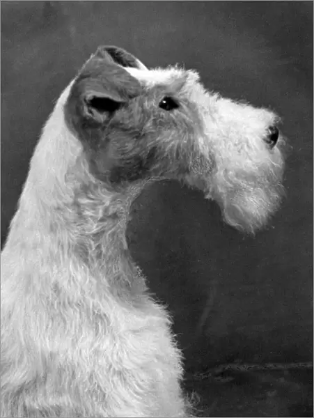 Fall  /  Wire Fox Terrier  /  54