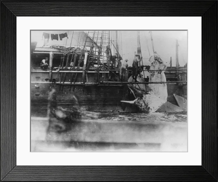 Framed Print : Hauling a Whale In Framed Print : Hauling a Whale In