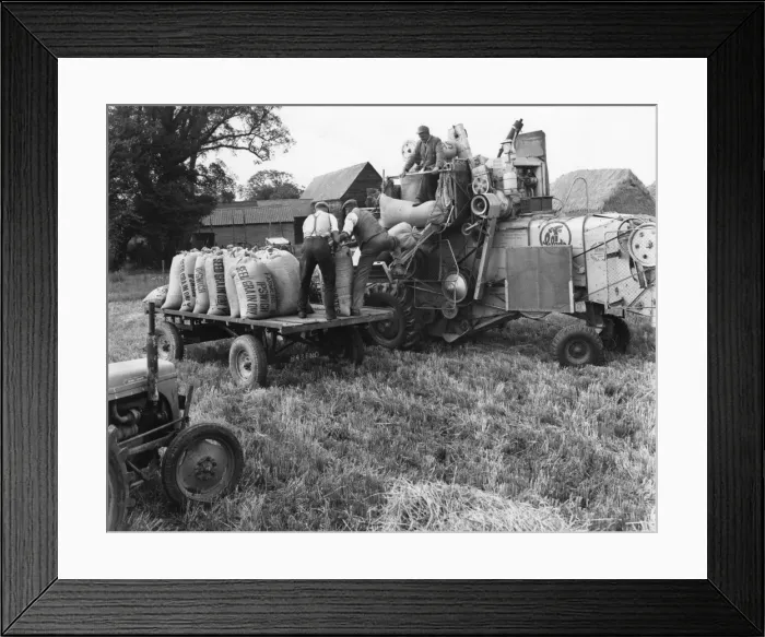Framed Print : Loading Threshed Barley Framed Print : Loading Threshed Barley
