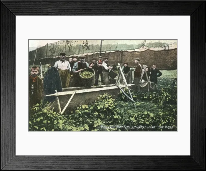 Framed Print : Measuring Hop Yield Framed Print : Measuring Hop Yield