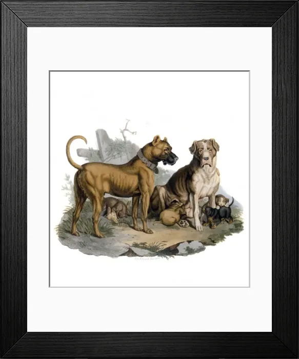 Framed Print : Mastiffs & Puppies Framed Print : Mastiffs & Puppies