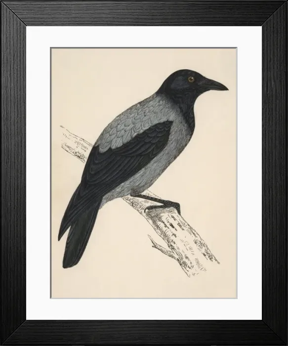 Framed Print : Hooded Crow (Morris) Framed Print : Hooded Crow (Morris)