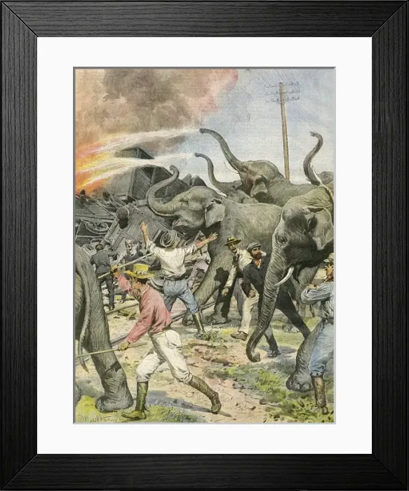 Framed Print : Working Elephants 1907 Framed Print : Working Elephants 1907