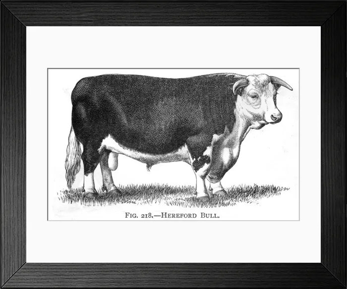 Framed Print : Cattle / Hereford Bull Framed Print : Cattle / Hereford Bull