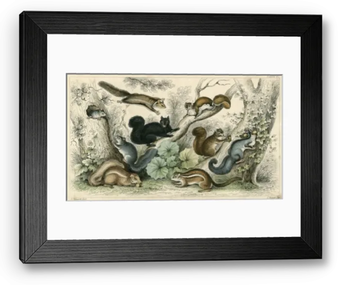 Framed Print : Various Squirrels 19C Framed Print : Various Squirrels 19C
