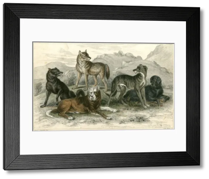 Framed Print : Dogs and Wolves Framed Print : Dogs and Wolves