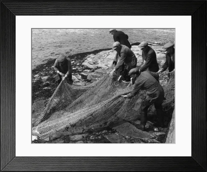 Framed Print : Salmon in Nets Framed Print : Salmon in Nets